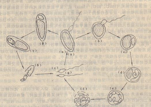 噬菌蛭弧菌分子生物学特性的研究